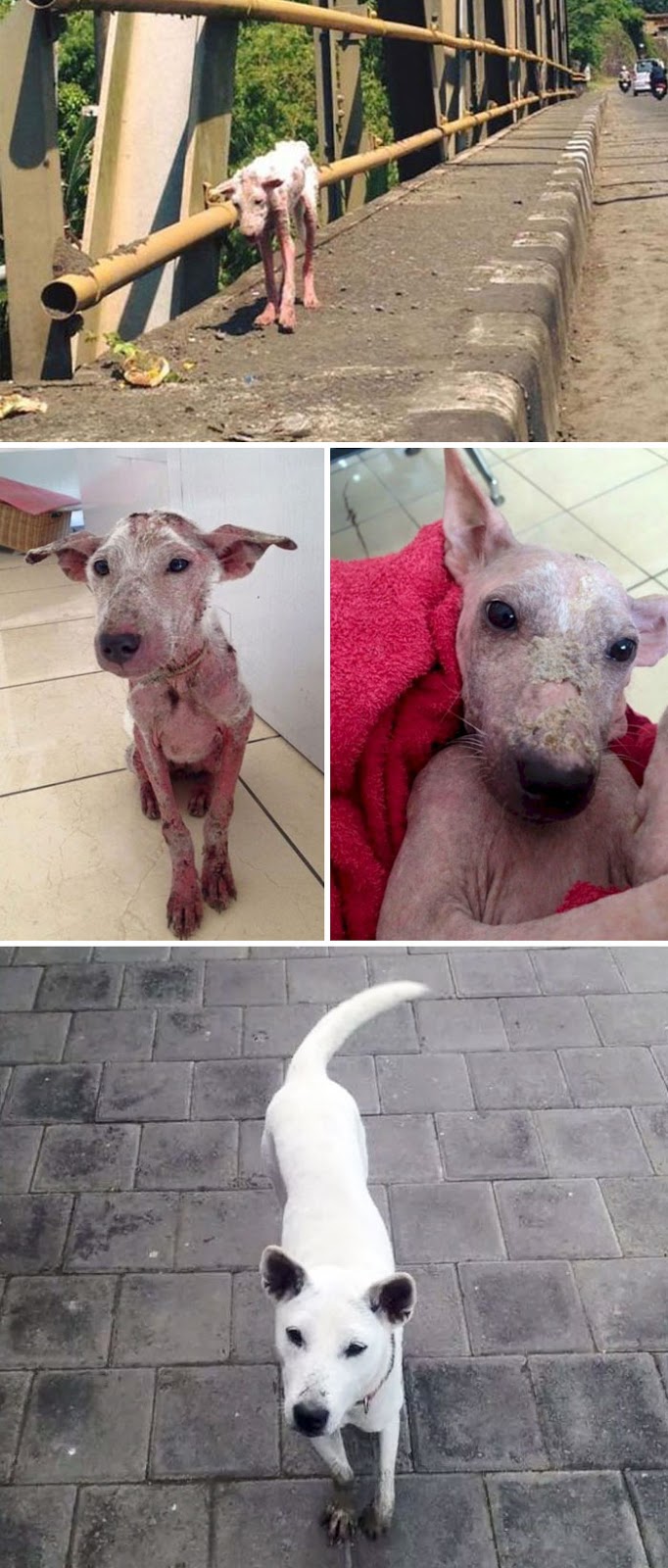 30 Heartwarming Before And After Pictures Of Dogs That Were Rescued And Finally Cared For