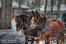 60 Stunning HDR Photos of Animals