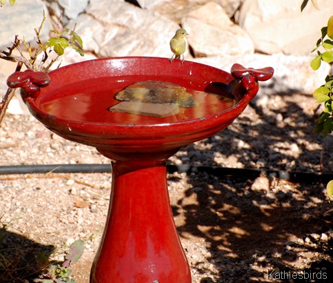 3. new birdbath-kab