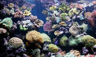 Saltwater Aquarium - Reef Tank