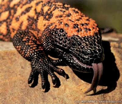 gila monster hissing 7 Binatang paling lambat di dunia