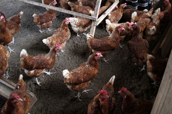 Gripe aviária H5N1 foi detectada em Uganda