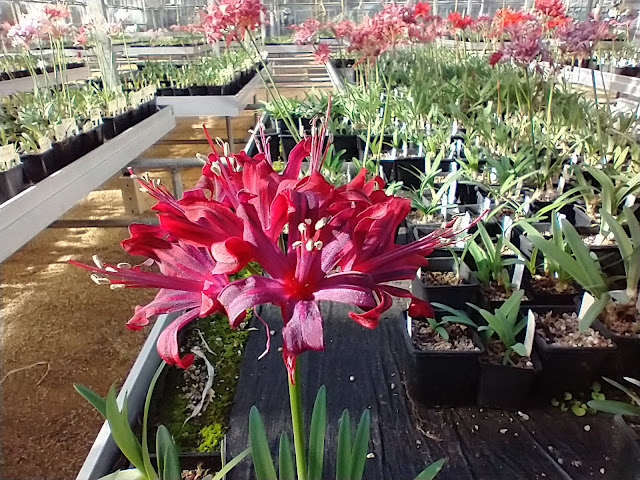 Another view of the nerines in the glasshouse at Exbury
