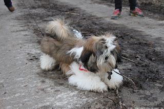 Shih Tzu Olaf op wandel met het teefje Mira