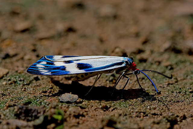 Chalcosia pectinicornis moth