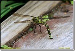 Brandon Marsh D300s X14  01-09-2012 14-47-026
