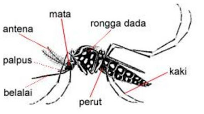 nyamuk demam berdarah dan ciri-cirinya