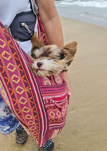 chocolate yorkie laying in her carry bag on a walk on the beach