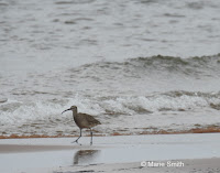 Whimbrel, Branders Pond, PEI - by Marie Smith, Apr. 2017