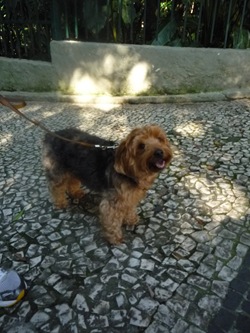 Cãonhecendo 2 (31)