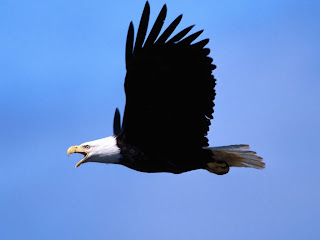 Eagle wallpaper