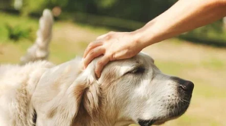 Flea and Tick Control