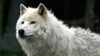 Wolf Wallpapers Widescreen