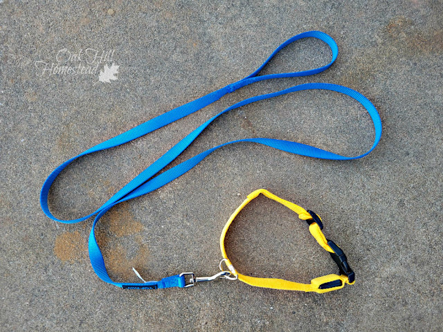 A yellow collar and a blue leash. Collars and leashes will help you control your goats.