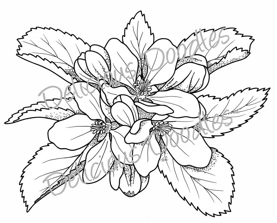 Go Back &gt; Gallery For &gt; Primrose Flower Drawing