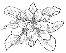 Go Back &gt; Gallery For &gt; Primrose Flower Drawing