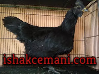 Ayam Cemani Betina