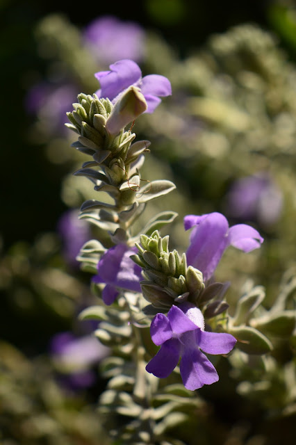 garden bloggers bloom day, gbbd, desert garden, february, small sunny garden, amy myers, eremophila hygrophana