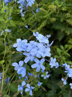 Plumbago