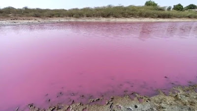 pond having red color