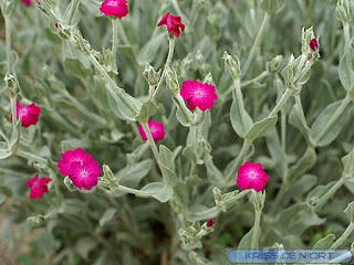 Silène coronaire - Silene coronaria - Coquelourde des jardins