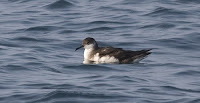 Manx Shearwater