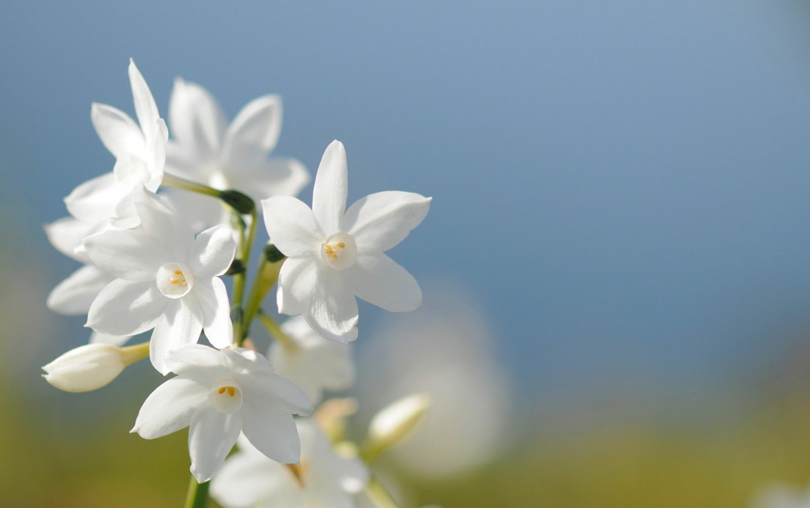 kumpulan gambar  bunga  melati  yang  indah dan cantik  blog 