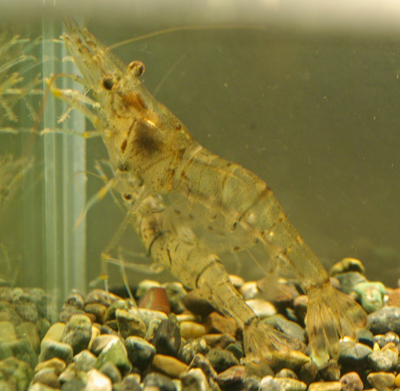 東京淡水魚図鑑 スジエビ テナガエビ科スジエビ属