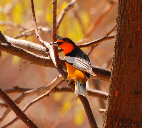 1. Bullock's oriole-kab