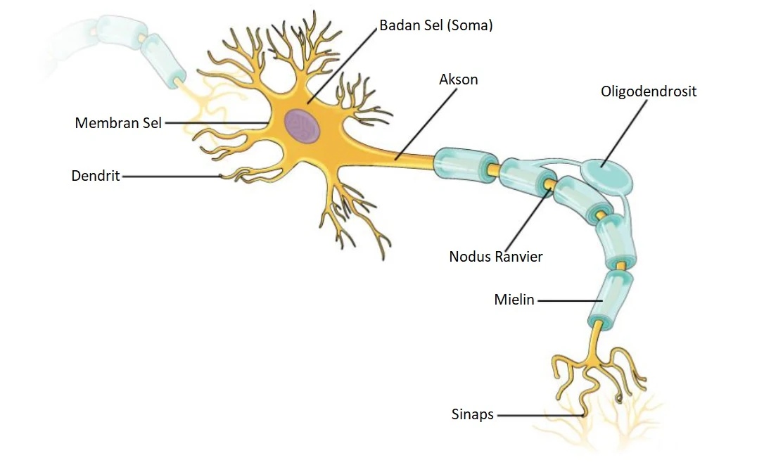 Sel Neuron