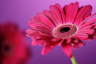 Flower Wallpaper on Beautiful Wallpapers  Gerbera And Daisy Flower Wallpaper