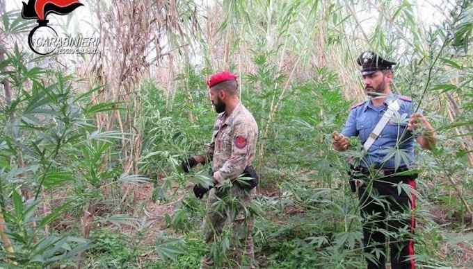 Droga: 1000 piante di marijuana scovate nel Reggino