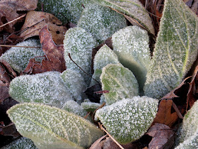 ice on mullein leaves