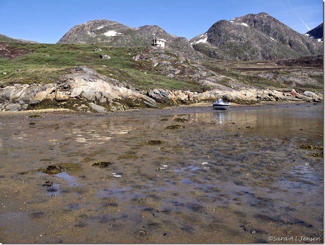 lavvande