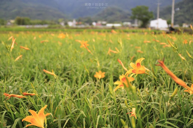 高寮平地金針-4