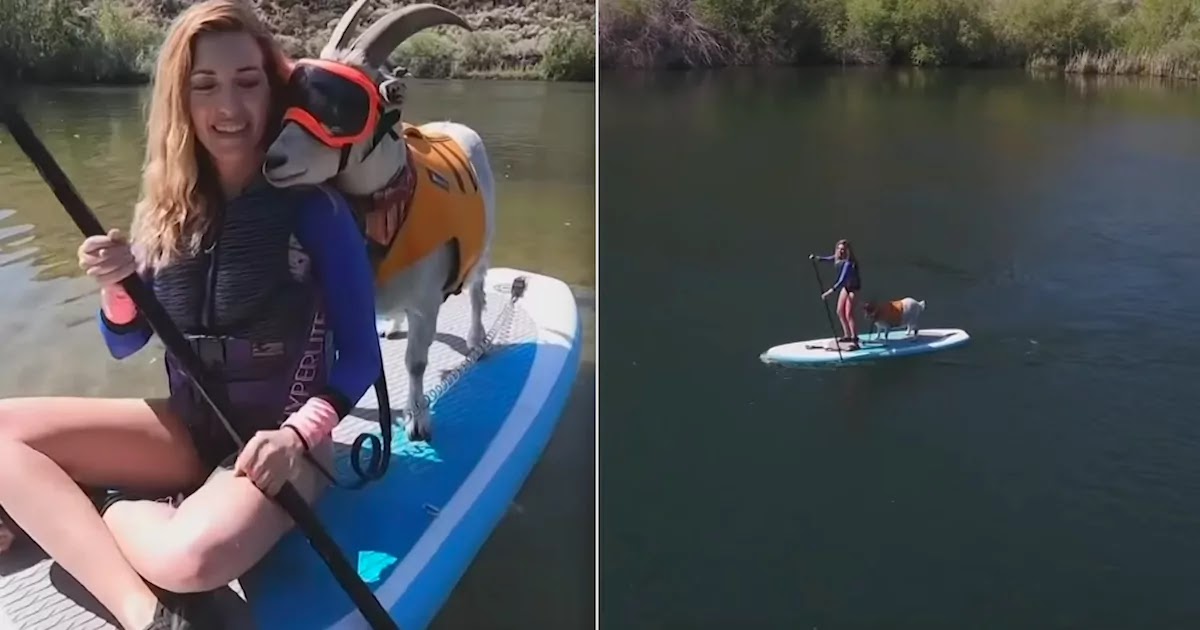 Meet Mr. Mayhem: The Paddle-Boarding Goat From Idaho Who Is Inseparable From His Human, Alyssa Kelley