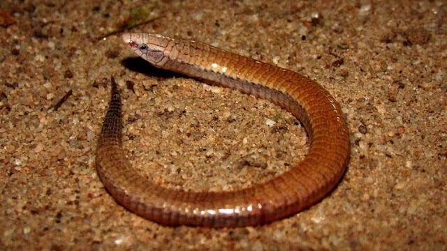 Nova espécie de lagarto-escrivão descoberto no Brasil