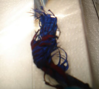 crowntail betta