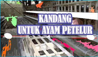 Kandang yang paling Cocok untuk Ayam Petelur