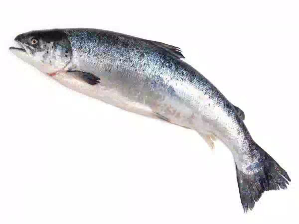 13 Foods to Eat When You’re Pregnant 13 Foods to Eat When You’re Pregnant