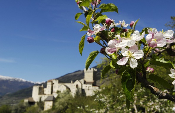 Apfelblüte mit Churburg