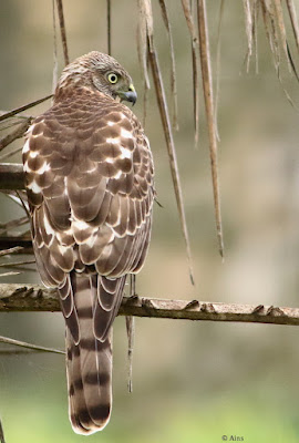 "Shikra, resident perched on a date palm tree."