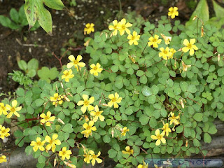 Oxalide dressée - Oxalis stricta