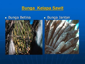 kelapa sawit terbaik