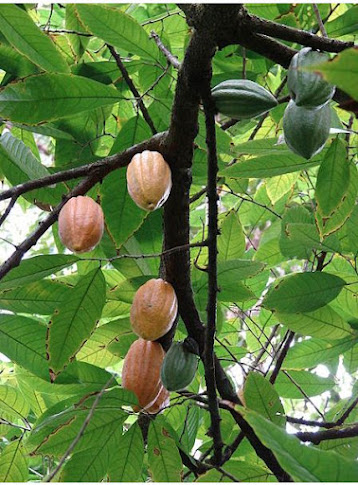COCOA TREE WITH FRUITS