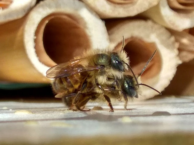 Dwa samce murarki ogrodowej, samiczki jeszcze się nie wygryzły