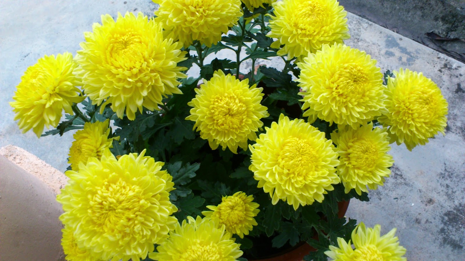 Puteri s Pokok Bunga Kekwa  Chrysanthemum ku