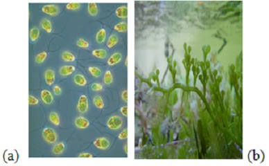 (a) Sel Dunaliella, uniseluler dan berflagel, serta (b) Caulerpa sp., multiseluler