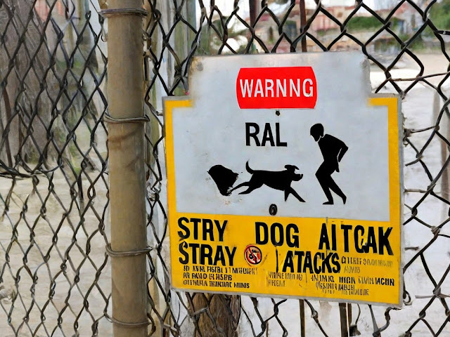 Stray dogs attack sign board