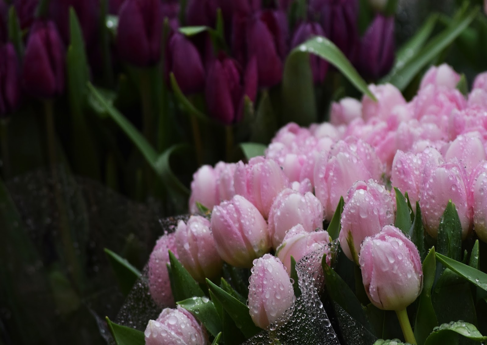 Beautiful tulips of Torvehallerne market, Copenhagen